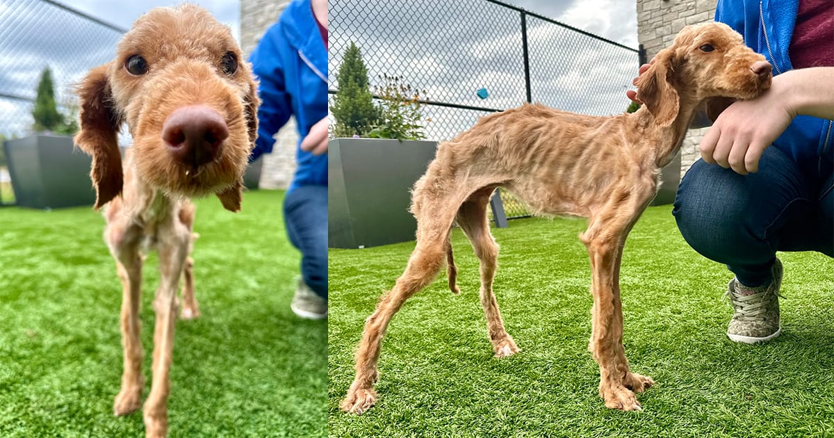 Neglected dog arrived at shelter nearly starved to death — now he’s living his best life