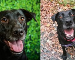 5-year-old dog was shelter’s longest resident — finally gets adopted after 1,000 days