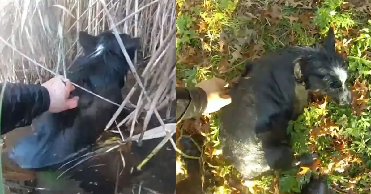 Police officers brave freezing waters to rescue blind border collie from pond — thank you