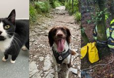 Smart dog leads owner to find missing cat trapped in 100-foot mine shaft