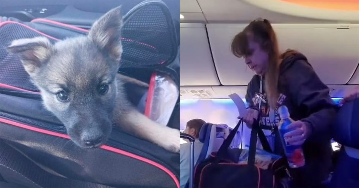 Woman gets kicked off flight just for petting her newly-adopted dog