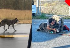 Wolf-dog hybrid on the loose for days in California finally found, reunited with owner