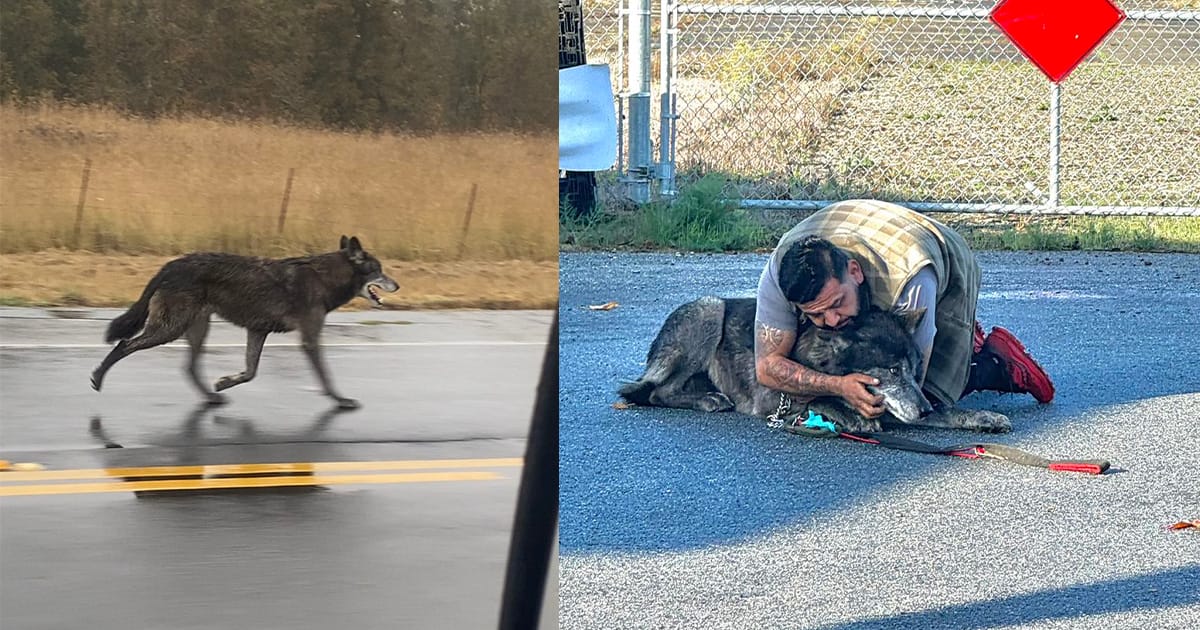 Wolf-dog hybrid on the loose for days in California finally found, reunited with owner