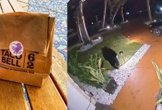 Hungry Florida bear steals $45 Taco Bell delivery off porch