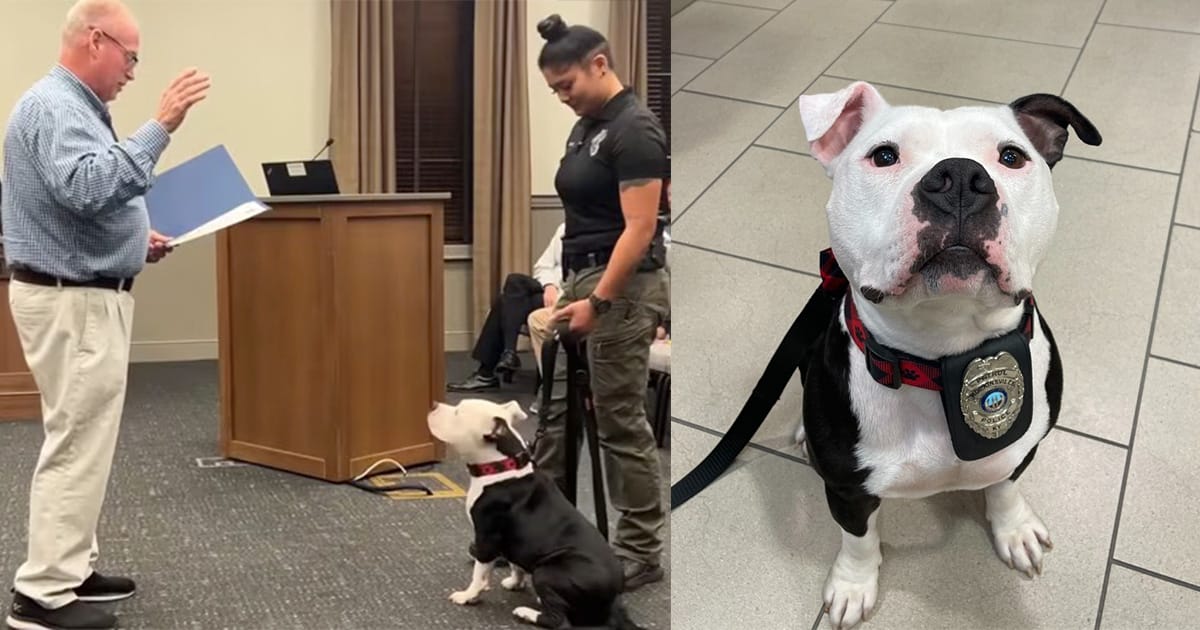 Shelter dog gets adopted by police department, officially sworn in as first “paw-trol officer”