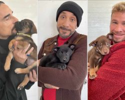 Backstreet Boys team up with rescue to help their namesake puppies find homes