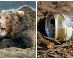 Bear chugs 36 cans of beer swiped from campsite, rangers lure him away using more beer