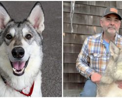 Wolf-dog hybrid Zeus finds a home after his story was shared ‘far and wide’