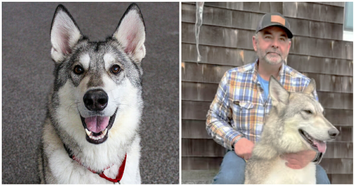 Wolf-dog hybrid Zeus finds a home after his story was shared ‘far and wide’