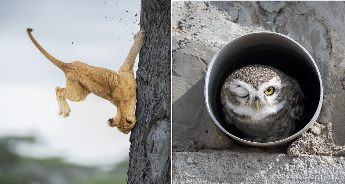 Winners Of This Year’s Comedy Wildlife Photo Awards Tickle The Funny Bone