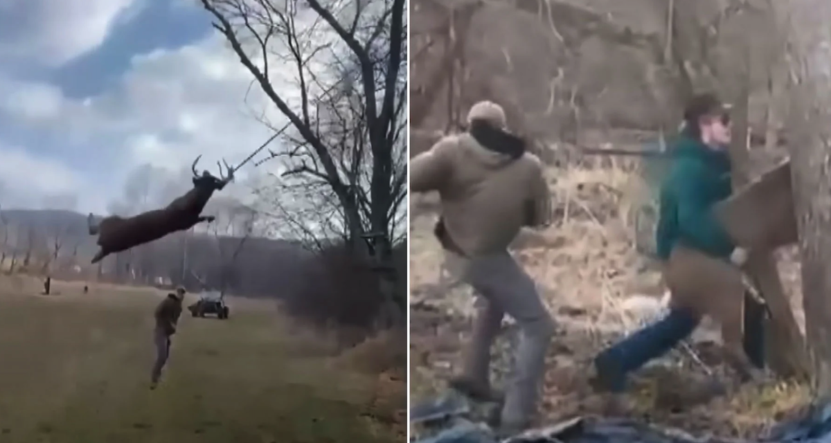 Hunters Rescue Distressed Deer Trapped in Rope Swing