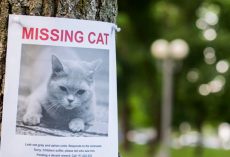“Christmas miracle”: Cat missing for 11 years reunites with family in time for holidays