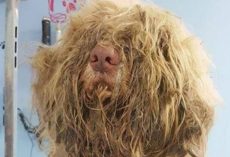 Groomer opens business late at night to save severely matted stray dog — the transformation is incredible