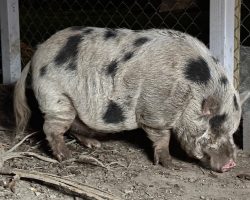 Escaped pig named “Kevin Bacon” home safe after two weeks on the run
