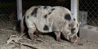 Escaped pig named “Kevin Bacon” home safe after two weeks on the run