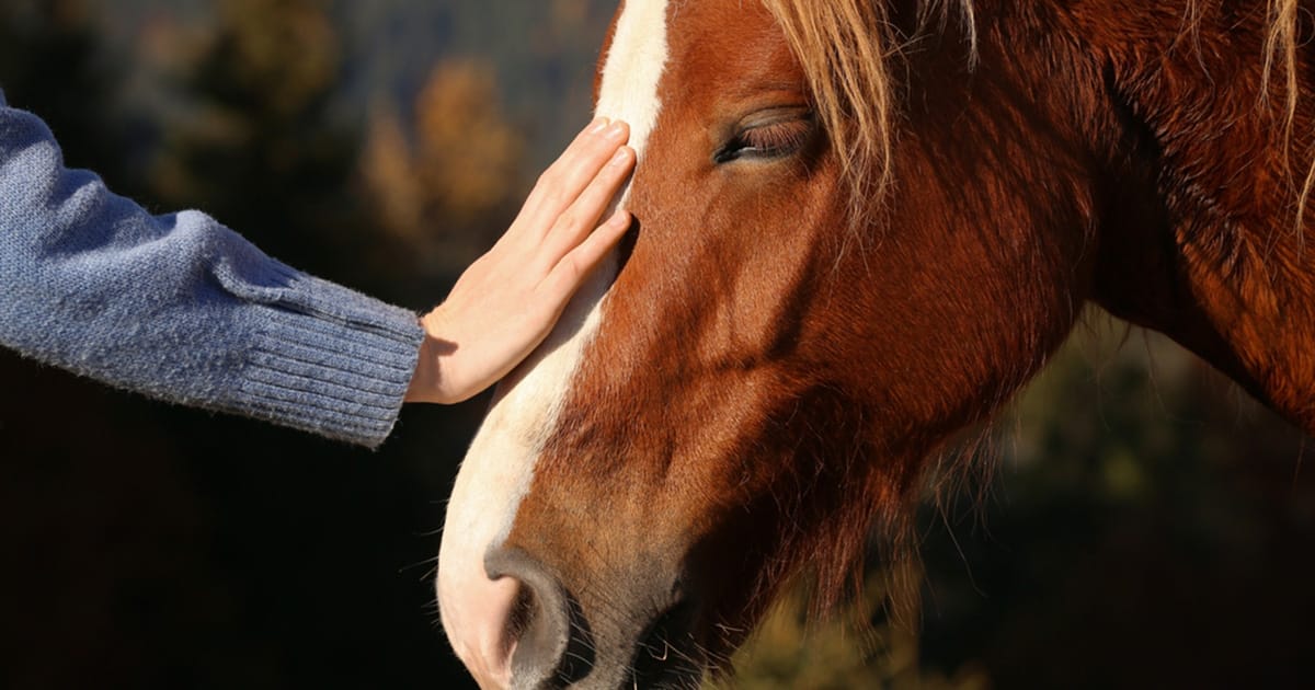 Senior woman in hospice care is delighted after getting to see a horse one last time