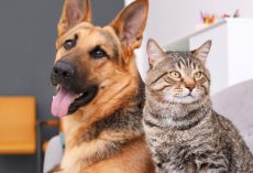 New study reveals most popular dog and cat names of 2023 — see what made the list