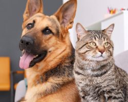 New study reveals most popular dog and cat names of 2023 — see what made the list