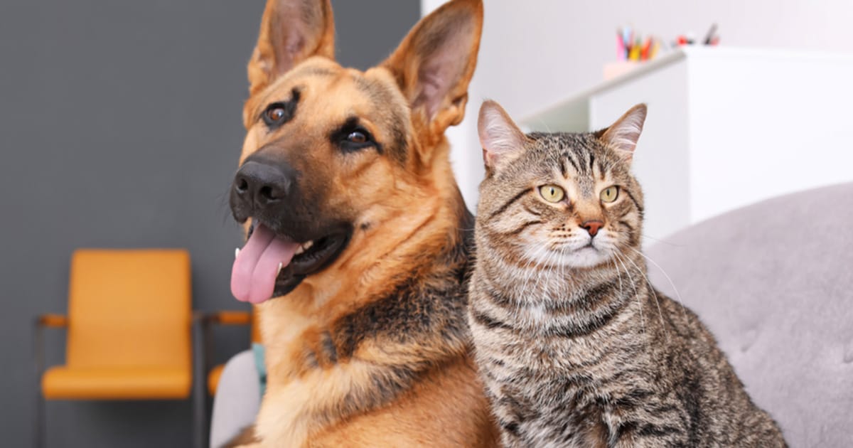 New study reveals most popular dog and cat names of 2023 — see what made the list