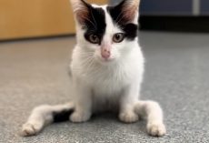 Cat named ‘Gumby’ born with severely deformed legs doesn’t let anything hold him back — now he has a new home