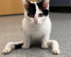 Cat named ‘Gumby’ born with severely deformed legs doesn’t let anything hold him back — now he has a new home