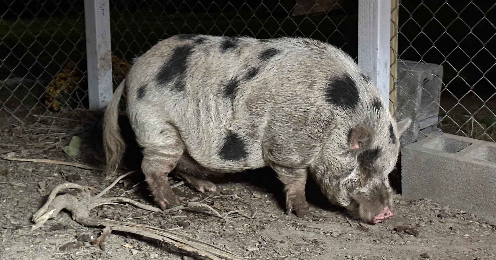 Escaped pig named “Kevin Bacon” home safe after two weeks on the run