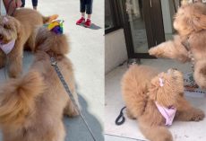 Doggy Siblings Recognize Each Other During Reunion After One Year Apart