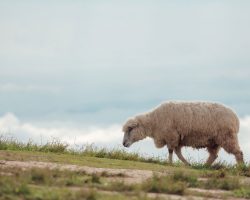 Stranded on rocky beach for two years, Britain’s ‘loneliest sheep’ rescued and taken to a farm