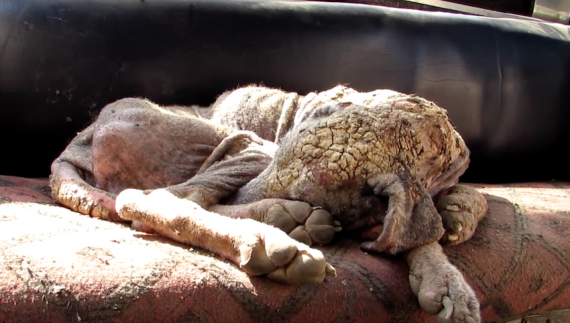 Street dog was neglected for so long she was starting to turn to stone