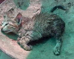 Tiny, Wet Kitten Found Fighting For Her Life In The Middle Of The Road