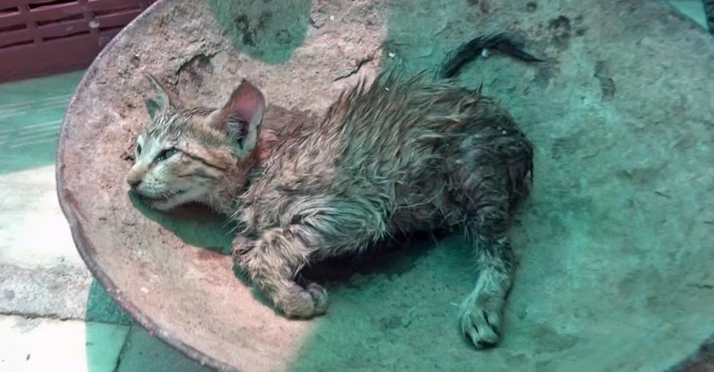 Tiny, Wet Kitten Found Fighting For Her Life In The Middle Of The Road