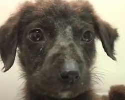 Puppy Had A Birth Defect, So His Owner Left Him In The Landfill