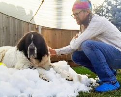 Ice rink fulfills dying dog’s final wish to see snow one last time