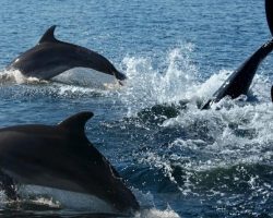 Pod of dolphins help alert rescue crew to swimmer lost at sea