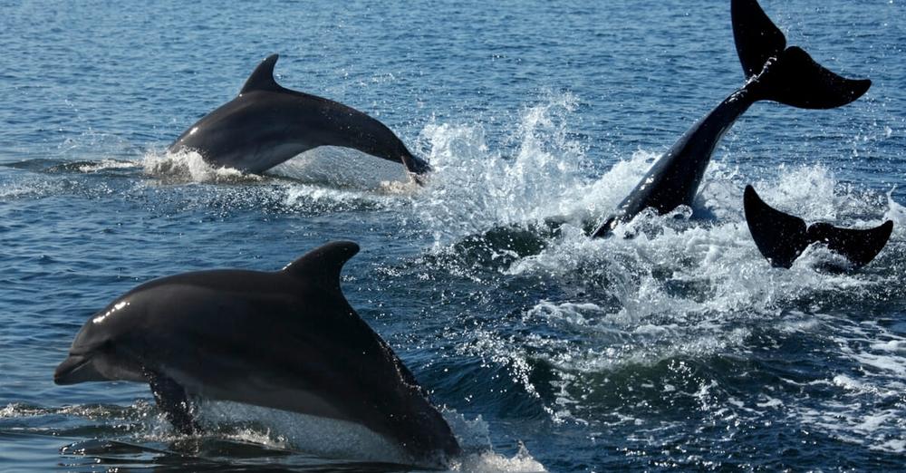Pod of dolphins help alert rescue crew to swimmer lost at sea