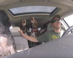 Dad Sets Up Camera To Show The 4 Giant Dogs Going Crazy On The Way To Their Favorite Place