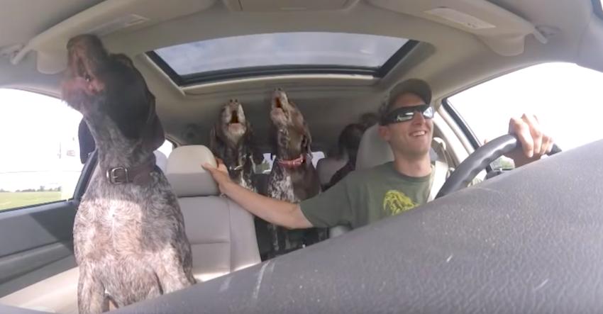 Dad Sets Up Camera To Show The 4 Giant Dogs Going Crazy On The Way To Their Favorite Place