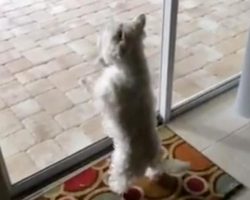 Dog arrives at new home, flips out when she sees what’s outside