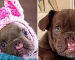 Odd-Looking Puppy Abandoned By Breeder Wonders If He Could Ever Be Loved