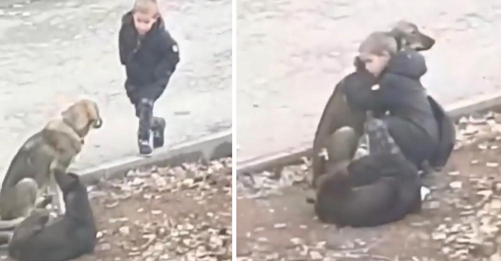 Stranger Sees Little Boy Stopping To Hug Some Street Dogs On His Way To School