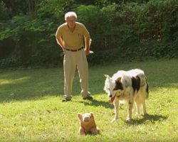 Meet Chaser The Border Collie, The Dog Who Has Learned 1,022 Words