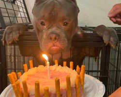 Homeless dog shed tears of joy when celebrating his first ever birthday at animal shelter