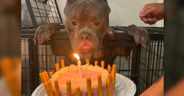 Homeless dog shed tears of joy when celebrating his first ever birthday at animal shelter