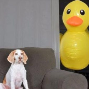Dog Receives 100 Of His Favorite Toy, But They Don’t Compare To The Big Version That Shows Up