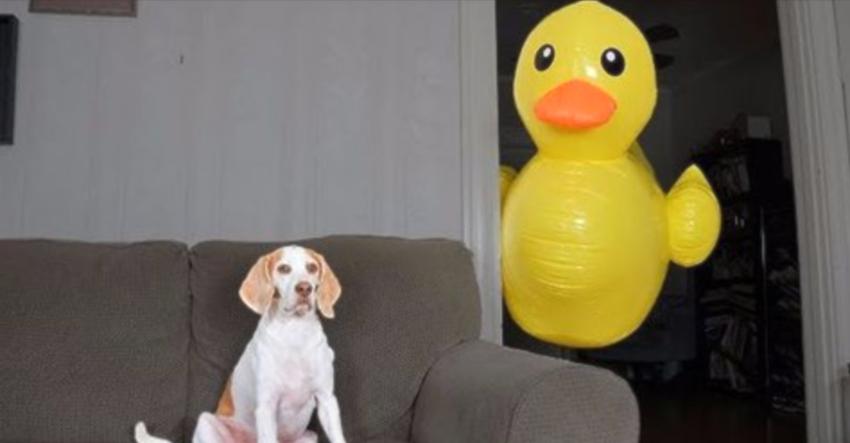 Dog Receives 100 Of His Favorite Toy, But They Don’t Compare To The Big Version That Shows Up
