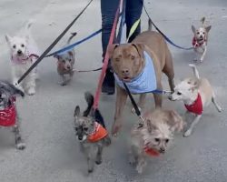 Rescued Pit Bull Fully Believes He’s A Tiny Dog And Happily Joins Pack Of Small Dogs