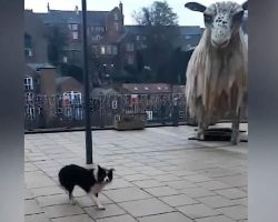Border Collie Tries to Herd Giant Statue of a Sheep
