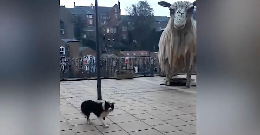 Border Collie Tries to Herd Giant Statue of a Sheep