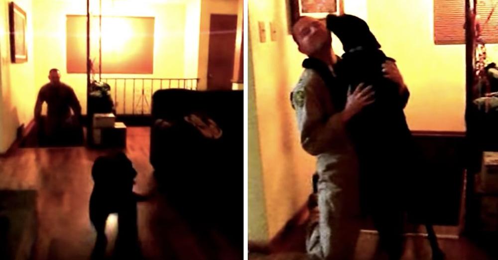 Dog Sees Her Dad After A Long 6 Months, Won’t Stop Talking To Him