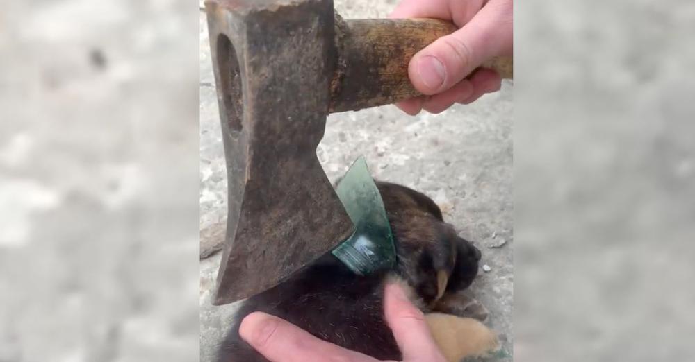 Small Puppy Gets His Head Stuck In A Glass Jar, Wiggles & Shimmies To No Avail